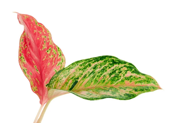 Folhagem Aglaonema Folhas Aglaonema Verde Vermelho Folha Tropical Exótica Isolada — Fotografia de Stock