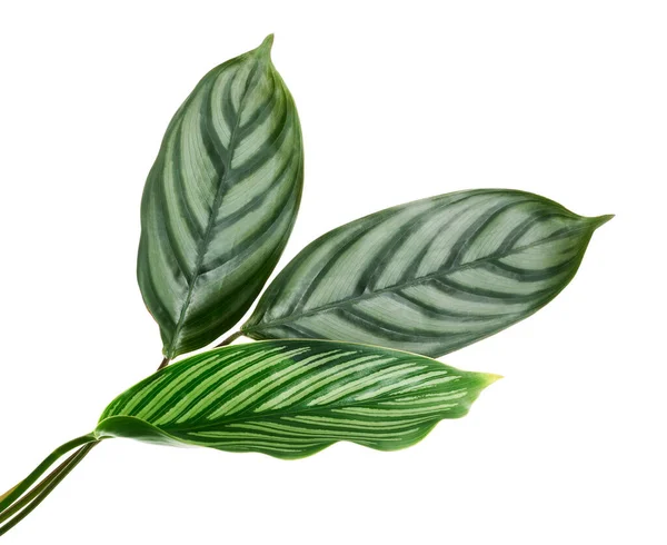 Φύλλα Calathea Vittata Και Calathea Setosa Πράσινα Φύλλα Τροπικό Φύλλωμα — Φωτογραφία Αρχείου