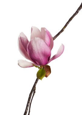 Yapraklı Magnolia liiflora çiçeği, beyaz arkaplanda izole edilmiş ve kırpma yolu olan Lily manolya çiçeği.