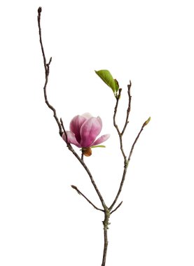 Yapraklı Magnolia liiflora çiçeği, beyaz arkaplanda izole edilmiş ve kırpma yolu olan Lily manolya çiçeği.