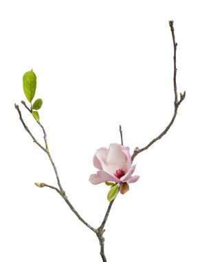 Yapraklı Magnolia liiflora çiçeği, beyaz arkaplanda izole edilmiş ve kırpma yolu olan Lily manolya çiçeği.