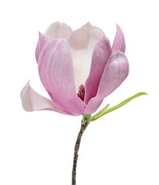 Yapraklı Magnolia liiflora çiçeği, beyaz arkaplanda izole edilmiş ve kırpma yolu olan Lily manolya çiçeği.