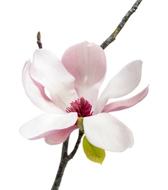 Yapraklı Magnolia liiflora çiçeği, beyaz arkaplanda izole edilmiş ve kırpma yolu olan Lily manolya çiçeği.