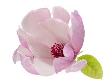 Yapraklı Magnolia liiflora çiçeği, beyaz arkaplanda izole edilmiş ve kırpma yolu olan Lily manolya çiçeği.