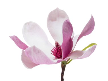 Yapraklı Magnolia liiflora çiçeği, beyaz arkaplanda izole edilmiş ve kırpma yolu olan Lily manolya çiçeği.