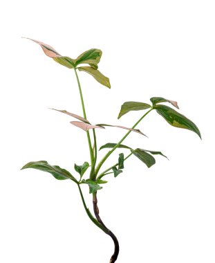 Pembe Sengonyum Podophyllum yaprakları, Pembe ok başı şekilli yapraklar, Beyaz arka planda izole edilmiş ok başı sarmaşığı, kırpma yolu 