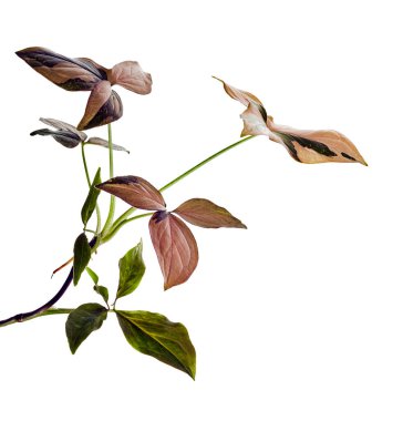 Pembe Sengonyum Podophyllum yaprakları, Pembe ok başı şekilli yapraklar, Beyaz arka planda izole edilmiş ok başı sarmaşığı, kırpma yolu 