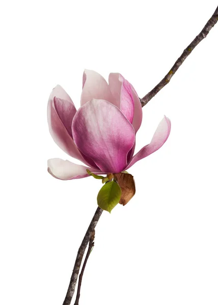 Λουλούδι Magnolia Liliiflora Κλαδί Φύλλα Λουλούδι Lily Magnolia Απομονώνονται Λευκό — Φωτογραφία Αρχείου