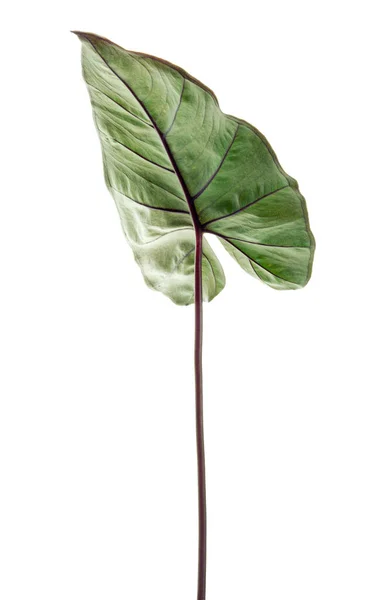 Colocasia Esculenta Blad Olifant Oorblad Exotisch Tropisch Blad Geïsoleerd Witte — Stockfoto