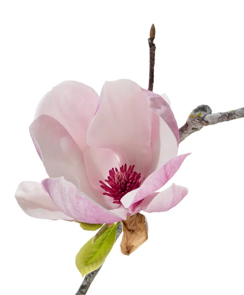 Λουλούδι Magnolia Liliiflora Κλαδί Φύλλα Λουλούδι Lily Magnolia Απομονώνονται Λευκό — Φωτογραφία Αρχείου