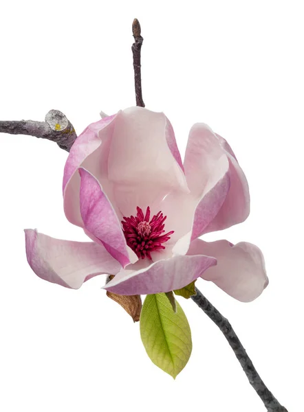 Λουλούδι Magnolia Liliiflora Κλαδί Φύλλα Λουλούδι Lily Magnolia Απομονώνονται Λευκό — Φωτογραφία Αρχείου