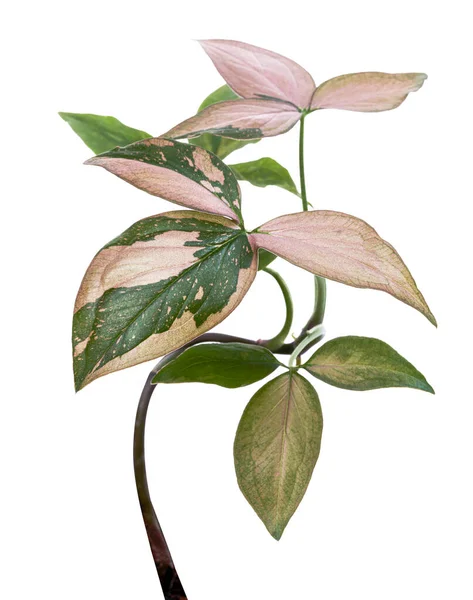Pink Syngonium Podophyllum Dedaunan Pink Panah Berbentuk Dedaunan Arrowhead Ivy — Stok Foto