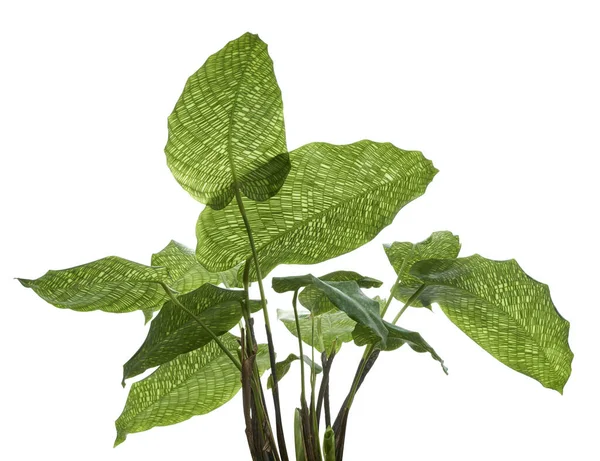 Calathea musaica 'Ağ' bitkisi, Calathea musaica yaprakları, egzotik tropikal çalılar, kırpma yolu olan beyaz arka planda izole edilmiş.