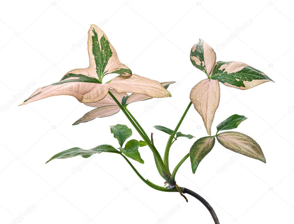 Pink Syngonium podophyllum leaves, Pink arrowhead shaped foliage, Arrowhead Ivy isolated on white background, with clipping path 