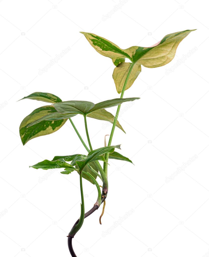 Pink Syngonium podophyllum leaves, Pink arrowhead shaped foliage, Arrowhead Ivy isolated on white background, with clipping path 