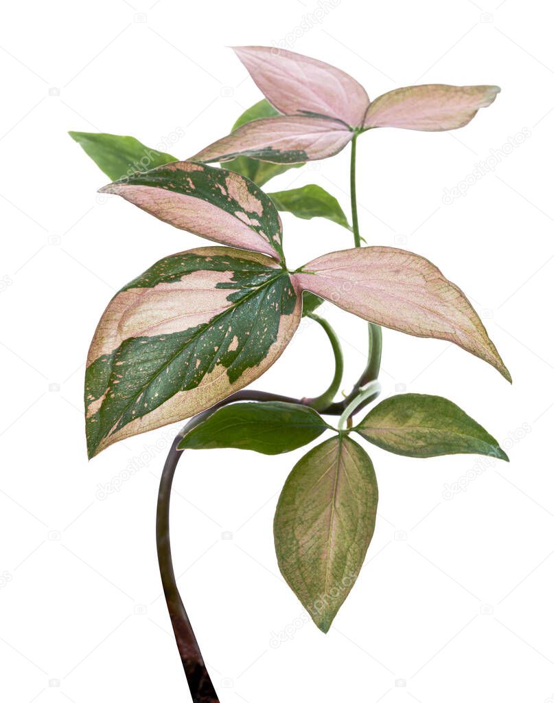 Pink Syngonium podophyllum leaves, Pink arrowhead shaped foliage, Arrowhead Ivy isolated on white background, with clipping path 