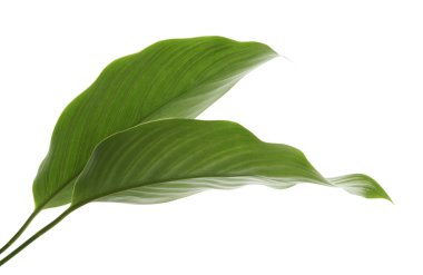  Calathea Vittata yaprakları, beyaz çizgili yeşil yaprak, beyaz arka planda izole tropikal yaprak, kırpma yolu ile                              