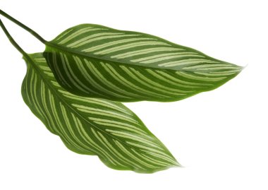  Calathea Vittata yaprakları, beyaz çizgili yeşil yaprak, beyaz arka planda izole tropikal yaprak, kırpma yolu ile                              