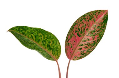 Aglaonema yaprağı, yeşil ve pembe aglaonema yaprakları, egzotik tropikal yaprak, kırpma yolu ile beyaz arka planda izole