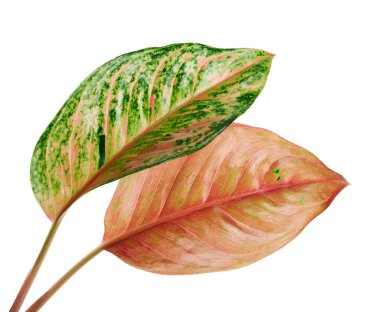 Aglaonema yaprağı, yeşil ve pembe aglaonema yaprakları, egzotik tropikal yaprak, kırpma yolu ile beyaz arka planda izole