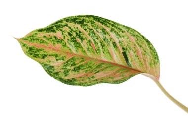 Aglaonema yaprakları, yeşil aglaonema yaprakları, egzotik tropikal yaprak, kırpma yolu ile beyaz arka planda izole