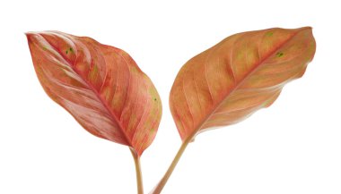Aglaonema yaprağı, pembe aglaonema yaprakları, egzotik tropikal yaprak, kırpma yolu ile beyaz arka planda izole 