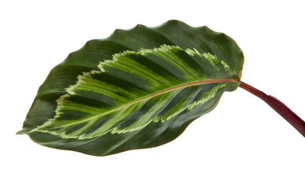 Calathea Roseopicta Illustris Dedaunan Rose Dicat Calathea Tanaman Daun Tropis — Stok Foto