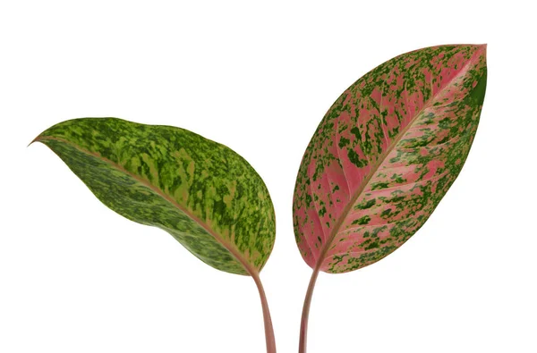Folhagem Aglaonema Folhas Aglaonema Verde Rosa Folha Tropical Exótica Isolada — Fotografia de Stock