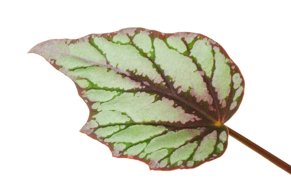 Rex Begonias Blad Begonia Rex Blad Exotiska Tropiska Blad Isolerad — Stockfoto