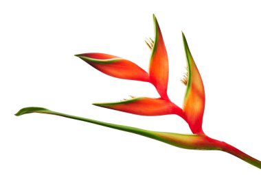 Heliconia bihai çiçeği (Kırmızı palulu), beyaz arkaplanda izole edilmiş tropikal çiçekler, kırpma yolu ile 