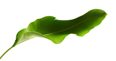 Strelitzia reginae, Heliconia, Tropikal yaprak, Cennet Kuşu yaprakları beyaz arka planda izole edilmiş, kırpma yolu ile