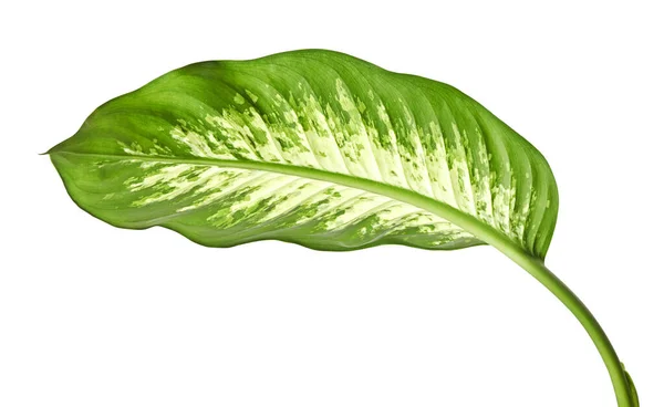 Folha Dieffenbachia Cana Muda Folhas Verdes Contendo Manchas Manchas Brancas — Fotografia de Stock
