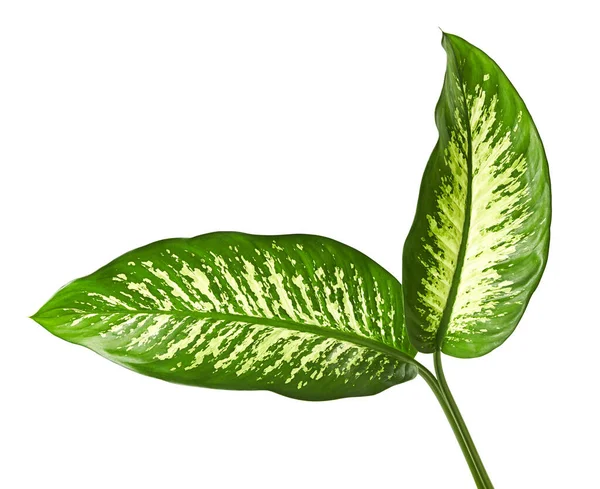 Hoja Dieffenbachia Caña Muda Hojas Verdes Que Contienen Manchas Manchas —  Fotos de Stock