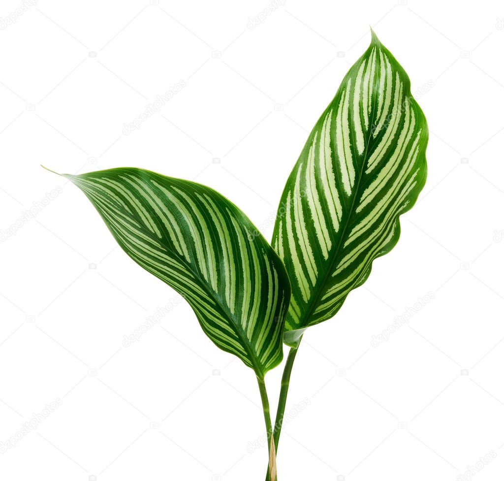 Calathea Vittata and Calathea setosa leaves, Green leaves, Tropical foliage isolated on white background, with clipping path                               