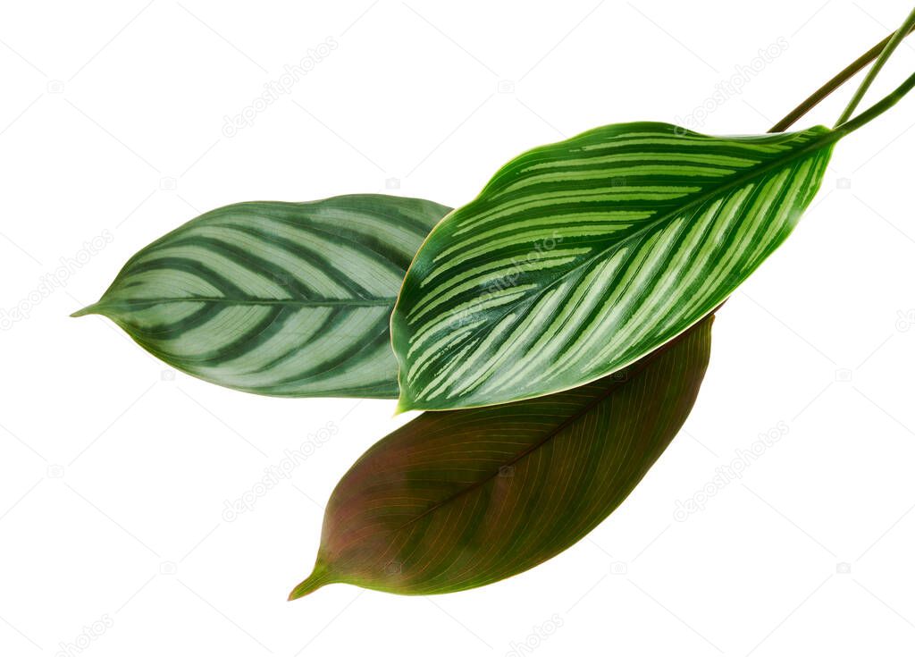 Calathea Vittata and Calathea setosa leaves, Green leaves, Tropical foliage isolated on white background, with clipping path                               