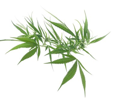 Kadın kenevir yaprağı ve çiçek, beyaz arka planda izole edilmiş marihuana çiçeği kırpma yolu ile                               