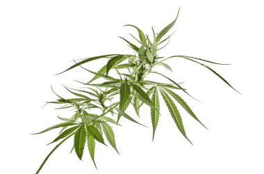 Kadın kenevir yaprağı ve çiçek, beyaz arka planda izole edilmiş marihuana çiçeği kırpma yolu ile                               