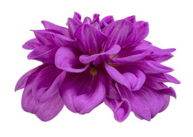 Dahlia çiçeği, mor yıldız çiçeği beyaz arka planda izole edilmiş, kırpma yolu ile