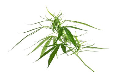 Kadın kenevir yaprağı ve çiçek, beyaz arka planda izole edilmiş marihuana çiçeği kırpma yolu ile                               