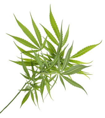 Kadın kenevir yaprağı ve çiçek, beyaz arka planda izole edilmiş marihuana çiçeği kırpma yolu ile                               