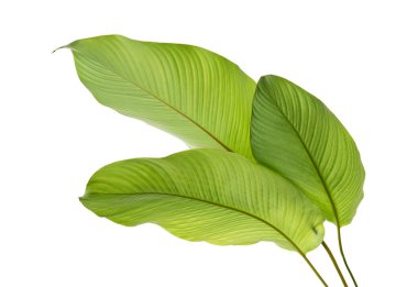 Calathea yaprağı, egzotik tropikal yaprak, büyük yeşil yaprak, kesme yolu ile beyaz arka planda izole