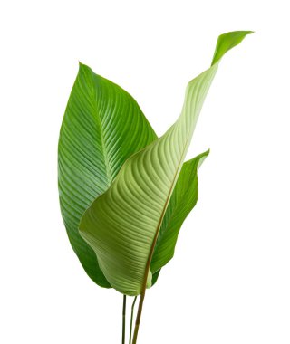 Calathea yaprağı, egzotik tropikal yaprak, büyük yeşil yaprak, kesme yolu ile beyaz arka planda izole