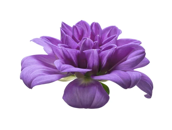 Fiore Dahlia Fiore Dalia Viola Isolato Sfondo Bianco Con Percorso — Foto Stock