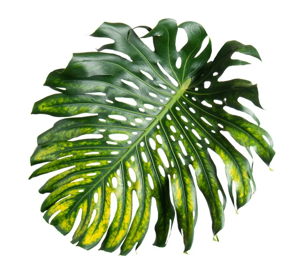 Monstera Deliciosa Leaf Swiss 플랜트는 배경에 분리되어 — 스톡 사진