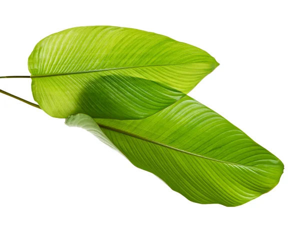 Calathea Blad Exotisch Tropisch Blad Groot Groen Blad Geïsoleerd Witte — Stockfoto