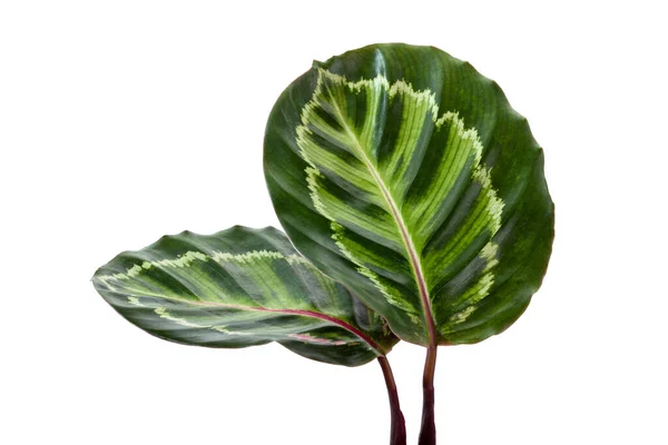 Calathea Roseopicta Illustris Foliage Раскрашенное Розой Растение Калатеи Экзотические Тропические — стоковое фото