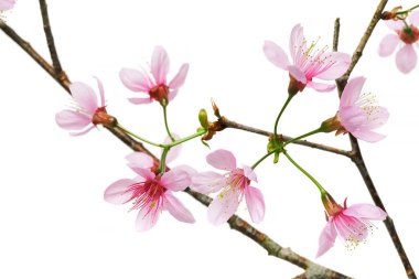 Prunus cerasoides çiçeği, vahşi Himalaya kiraz bitkileri, beyaz arka planda izole edilmiş.                              