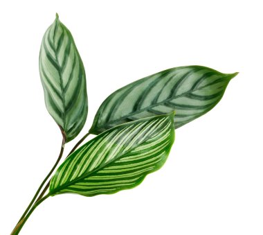 Calathea Vittata ve Calathea yaprakları, yeşil yapraklar, tropikal yapraklar beyaz arka planda izole edilmiş, kırpma yolu ile                                