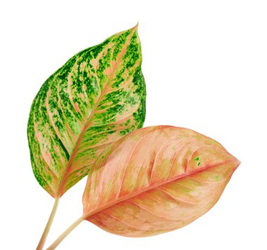 Aglaonema yaprağı, yeşil ve pembe aglaonema yaprakları, egzotik tropikal yaprak, kırpma yolu ile beyaz arka planda izole
