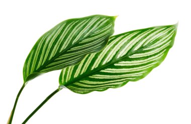 Calathea Vittata yaprakları, beyaz çizgili yeşil yaprak, beyaz arka planda izole tropikal yaprak, kırpma yolu ile